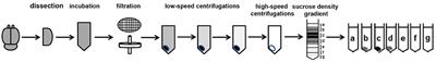 Exosomes in the Diseased Brain: First Insights from In vivo Studies